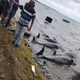 Dolphins washed up on the shore of Mauritius